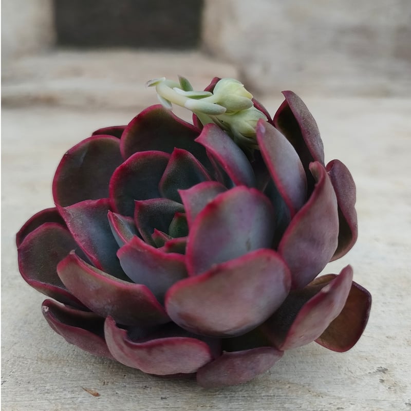 ダルピナ エケベリア カット苗 | 多肉植物カット苗の通販