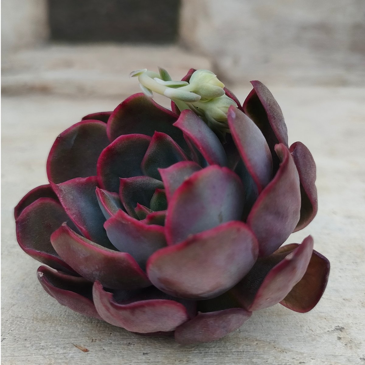 ダルピナ エケベリア カット苗 | 多肉植物カット苗の通販 | エケベリア