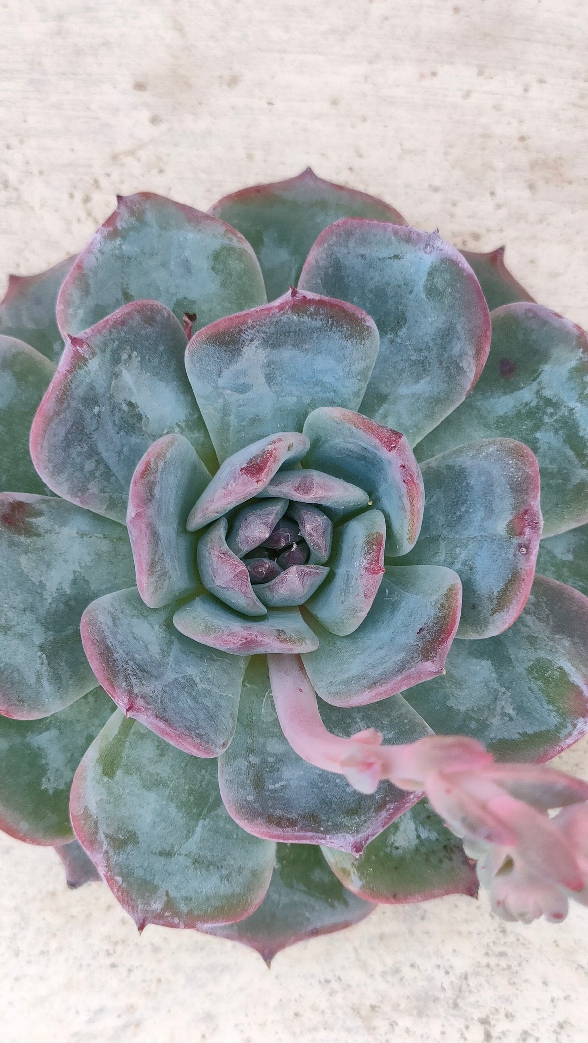 ホライゾン エケベリア カット苗 | 多肉植物カット苗の通販