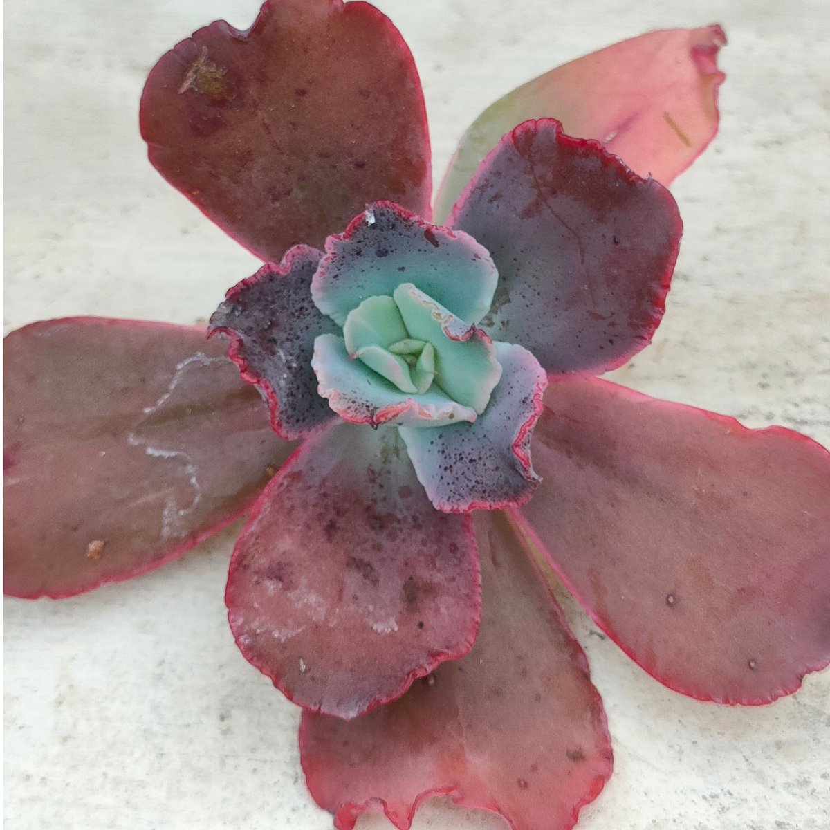 スピードバンプ エケベリア カット苗 | 多肉植物カット苗の通販