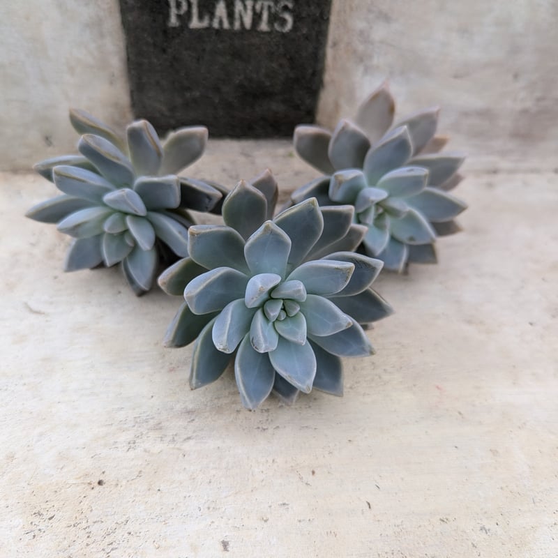 韓国多肉カット苗 多肉植物 韓国苗 カット苗 5苗セット 5 | BooTA29♡Succulent