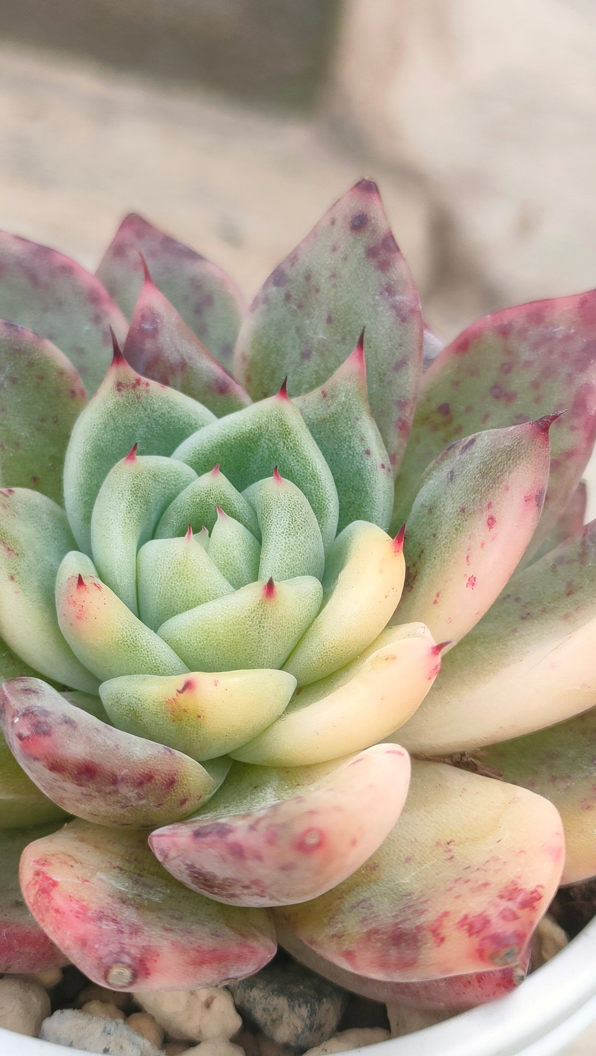ラジョヤ錦 エケベリア 抜き苗 | 多肉植物カット苗の通販 | エケベリア