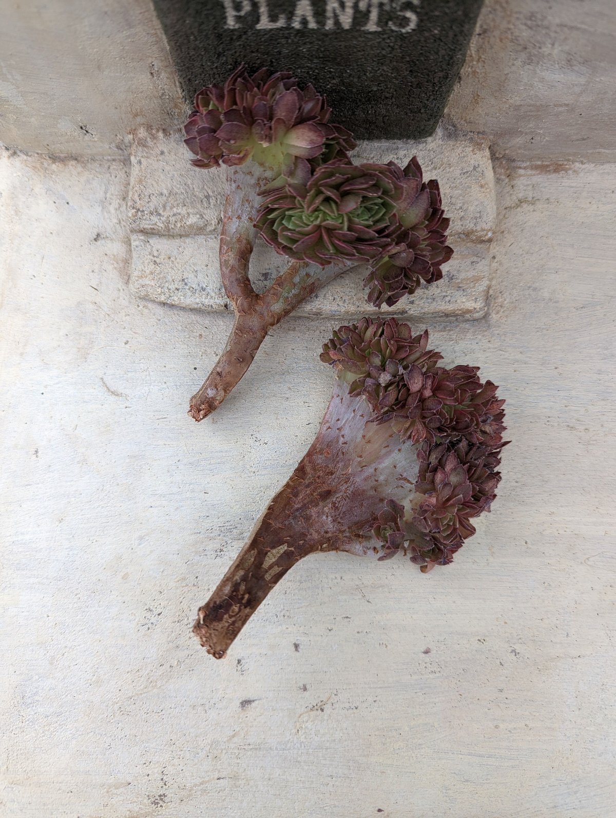 アエオニウム抜き苗　ハロウィンレッドレース　カット苗 楽天市場】農園直売 多肉植物 寄せ植え アエオニウム ハロウィン法師