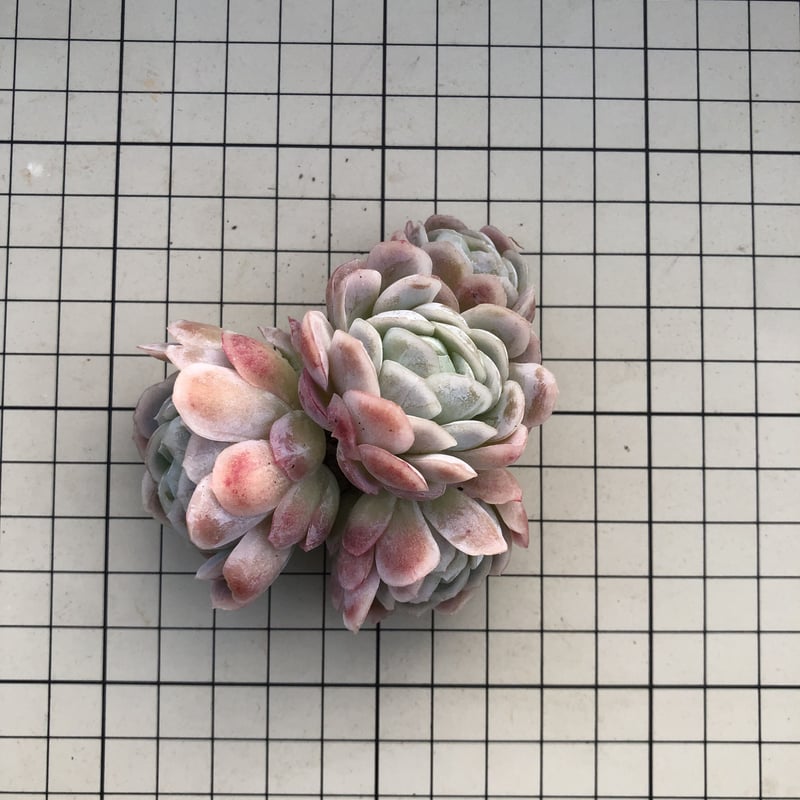 ピンクネーション エケベリア カット苗 | 多肉植物カット苗の通販