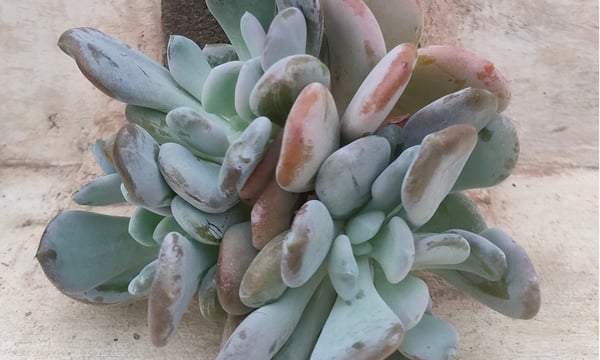 多肉植物カット苗の通販 | エケベリア(韓国苗)多肉植物専門店 | 森の多肉園