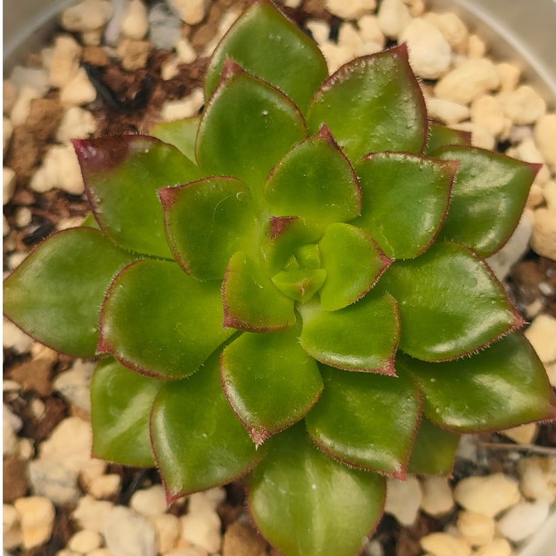 マジックジャムゴールド エケベリア | 多肉植物カット苗の通販