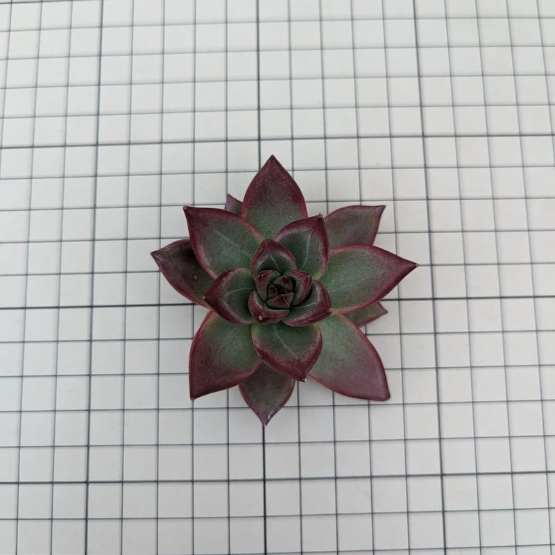 ロカ エケベリア カット苗 | 多肉植物カット苗の通販 | エケベリア