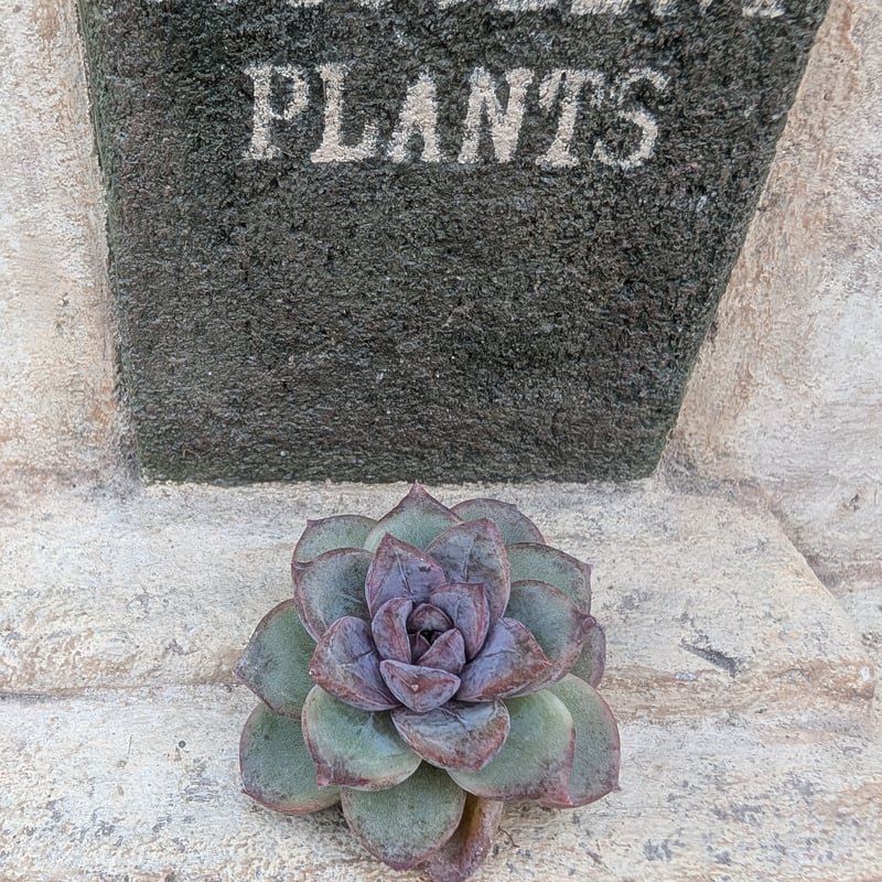 ブラックバイオレット◎多肉植物 カット苗 韓国苗 エケベリア等 ブラックアイズ エケベリア カット苗 | 多肉植物カット苗の通販