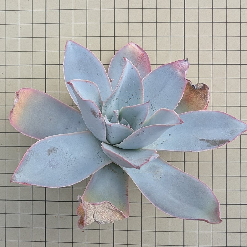 多肉植物】エケベリア エレガンス カット苗写真全て ❤️かなり大きく