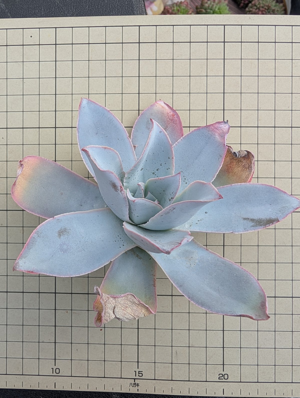 カンテ エケベリア カット苗 | 多肉植物カット苗の通販