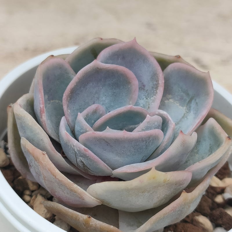 ブルーサプライズ エケベリア | 多肉植物カット苗の通販 | エケベリア