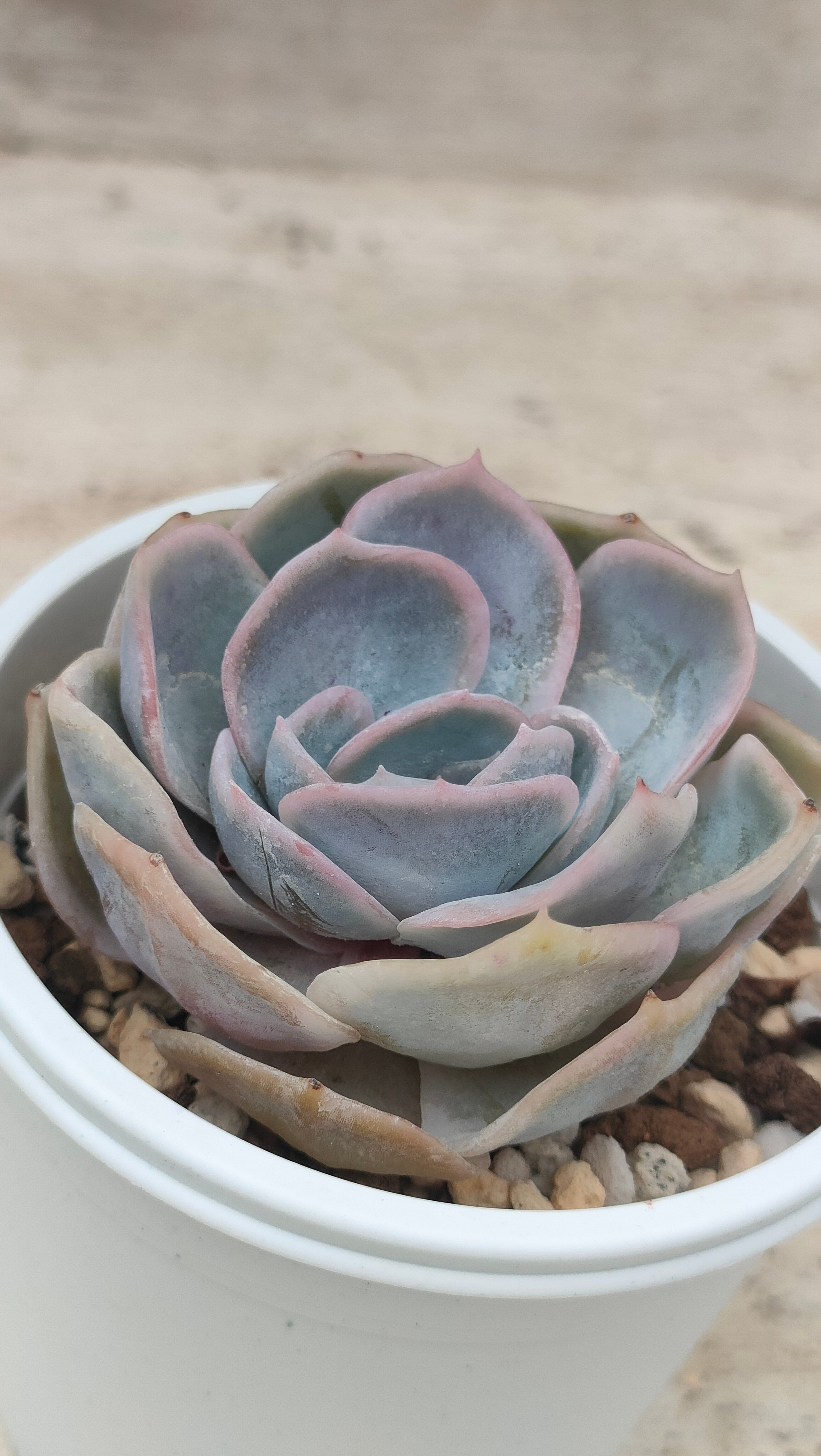 ブルーサプライズ エケベリア | 多肉植物カット苗の通販 | エケベリア