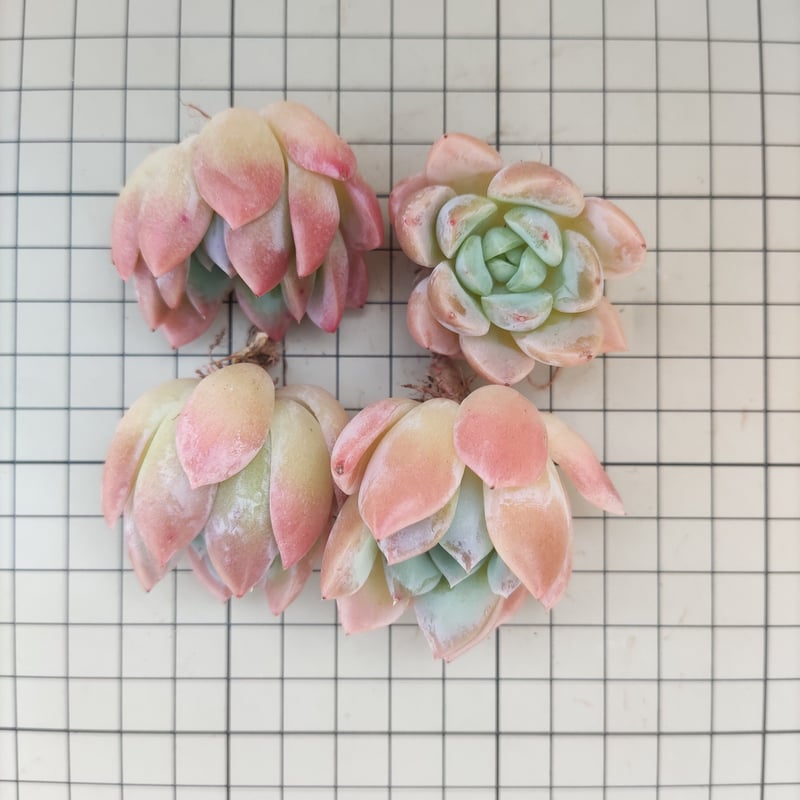 多肉植物　レア　アニー　韓国苗 ✨New✨多肉植物 アニーベビー 韓国苗 - メルカリ