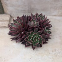 スリラーパール エケベリア カット苗 | 多肉植物カット苗の通販