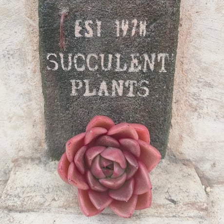 商品一覧 | 多肉植物カット苗の通販 | エケベリア(韓国苗)多肉植物専門