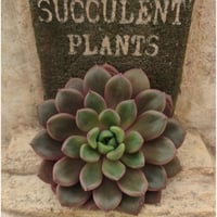 アニー エケベリア カット苗 | 多肉植物カット苗の通販