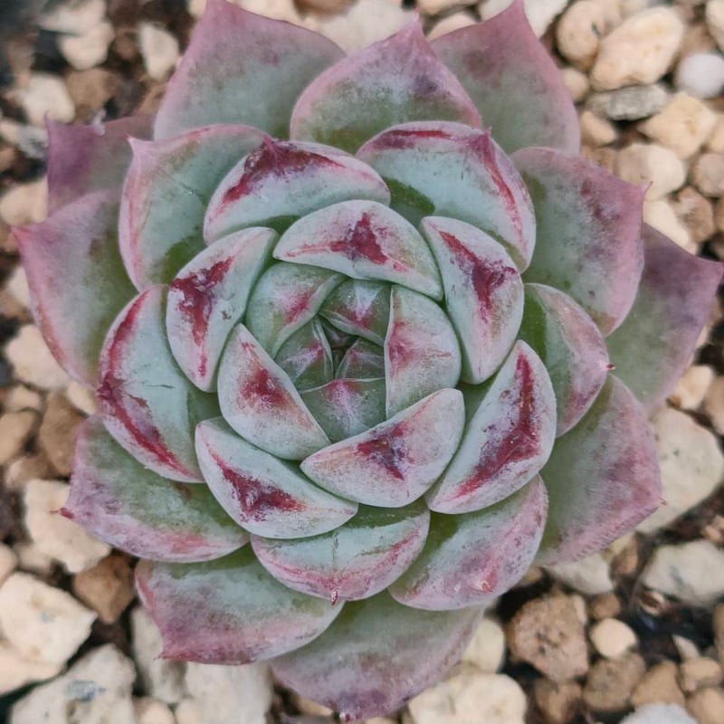 レッドベルベット エケベリア 抜き苗 | 多肉植物カット苗の通販