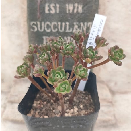 多肉植物カット苗の通販 | エケベリア(韓国苗)多肉植物専門店 | 森の多肉園