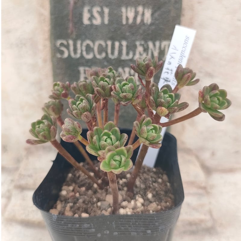 小人の花束　抜き苗　ゆうパケットポスト又はmini発送　多肉植物 小人の花束 アエオニウム 抜き苗 | 多肉植物カット苗の通販