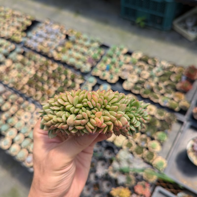 フェンディ 綴化 エケベリア カット苗 | 多肉植物カット苗の通販