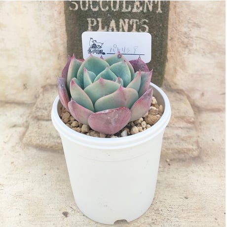 多肉植物カット苗の通販 | エケベリア(韓国苗)多肉植物専門店 | 森の多肉園