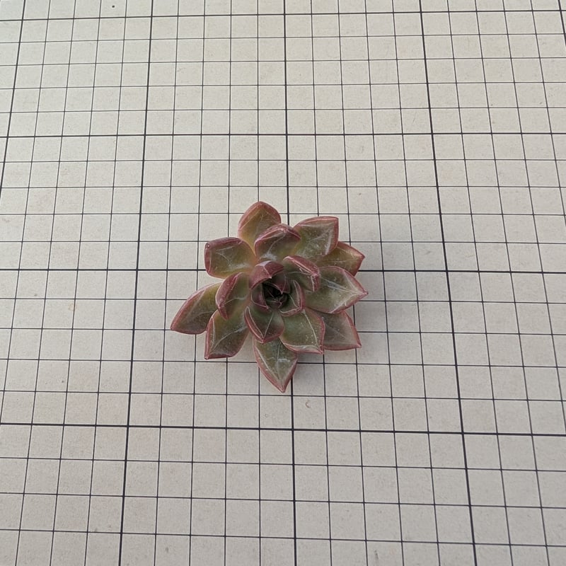 サニー エケベリア カット苗 | 多肉植物カット苗の通販 | エケベリア