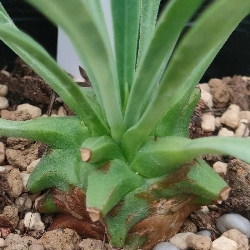 ユーフォルビア カット苗 笹蟹鉄甲 ユーフォルビア 抜き苗 | 多肉植物カット苗の通販