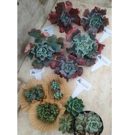 商品一覧 | 多肉植物カット苗の通販 | エケベリア(韓国苗)多肉植物専門