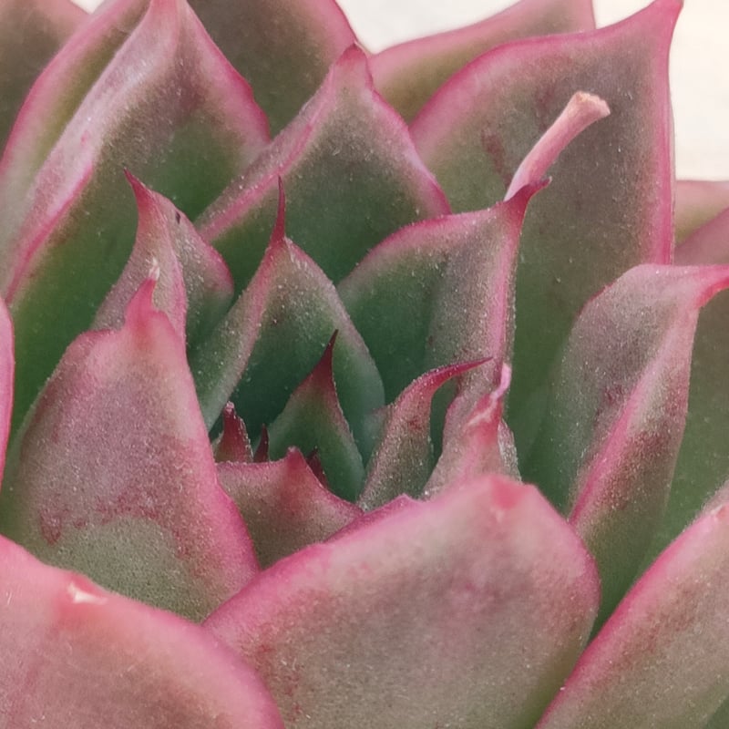 花様年華 エケベリア カット苗 | 多肉植物カット苗の通販 | エケベリア