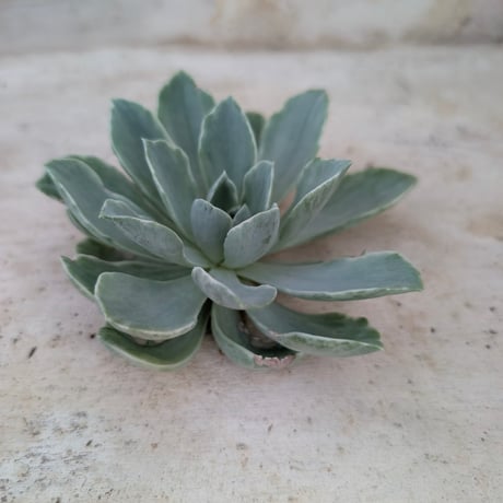 商品一覧 | 多肉植物カット苗の通販 | エケベリア(韓国苗)多肉植物専門