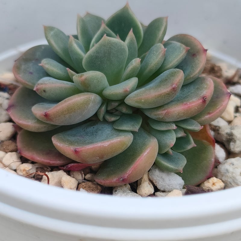 シュガーベイビー エケベリア | 多肉植物カット苗の通販 | エケベリア