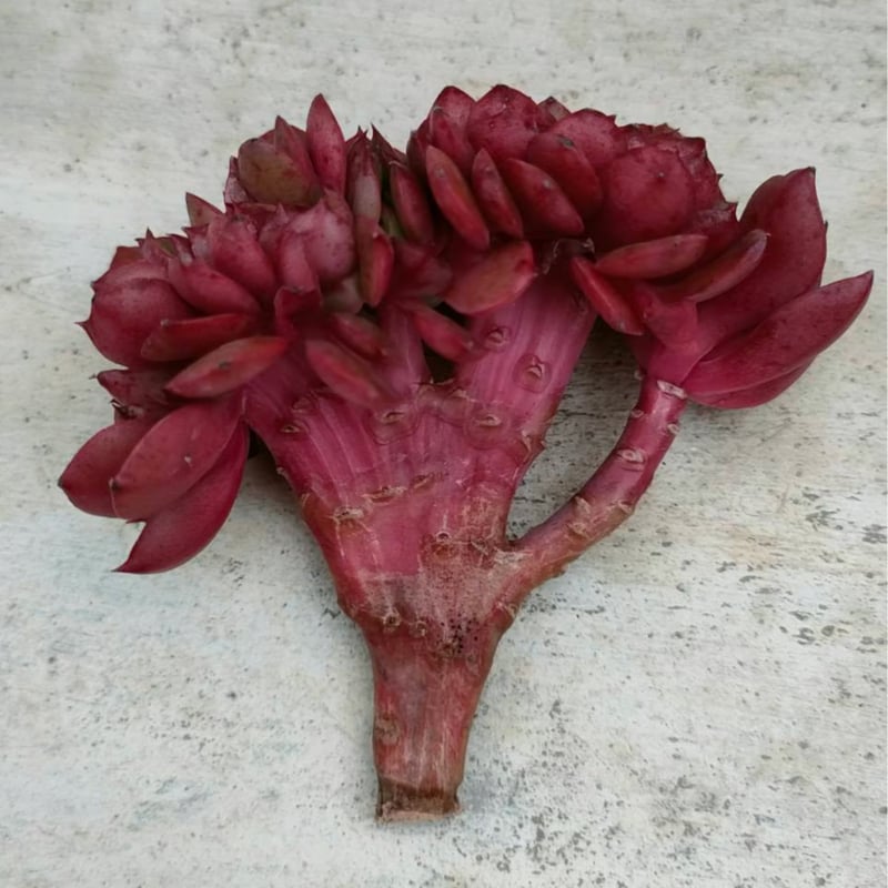 多肉植物 韓国苗 レッドグラス