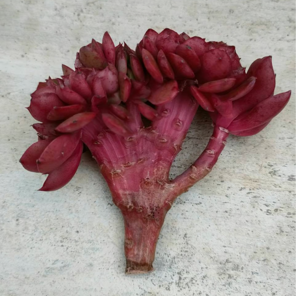 多肉植物　韓国苗　レッドグラス 多肉植物韓国苗レッドグラス