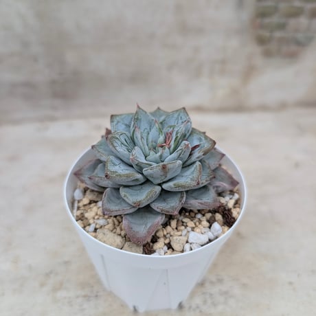 商品一覧 | 多肉植物カット苗の通販 | エケベリア(韓国苗)多肉植物専門