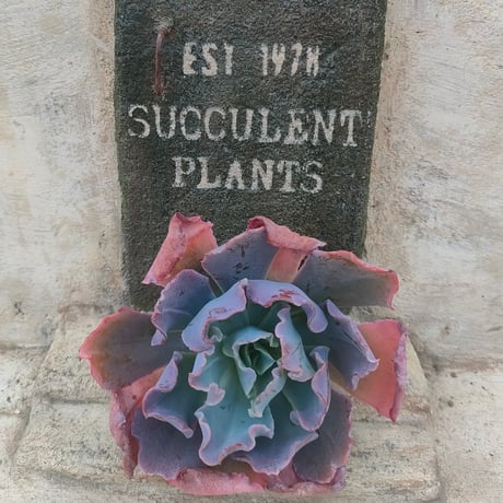 多肉植物カット苗の通販 | エケベリア(韓国苗)多肉植物専門店 | 森の多肉園