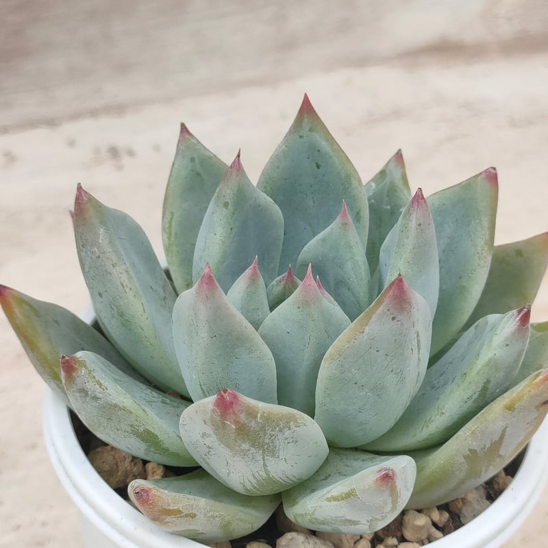 シャキノ エケベリア | 多肉植物カット苗の通販 | エケベリア(韓国苗