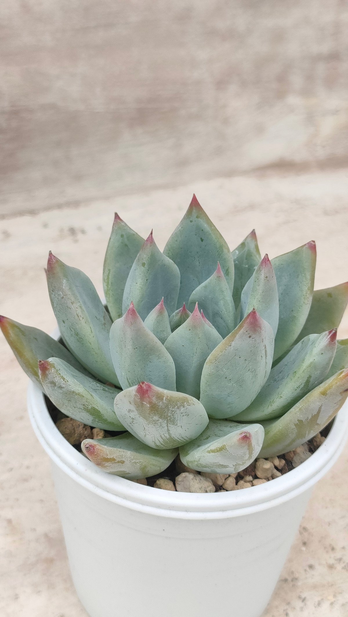 シャキノ エケベリア | 多肉植物カット苗の通販 | エケベリア(韓国苗