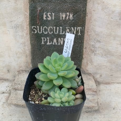 多肉植物カット苗の通販 | エケベリア(韓国苗)多肉植物専門店 | 森の多肉園