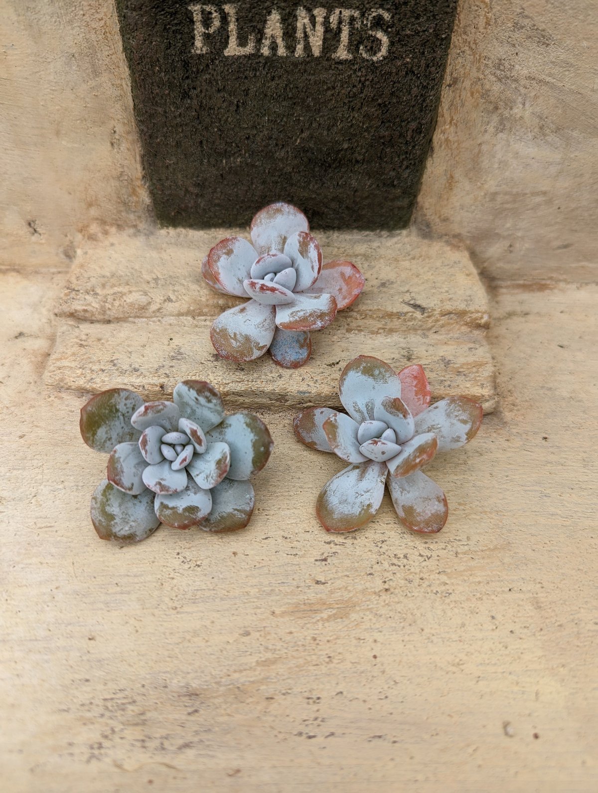 ラウイ エケベリア カット苗 | 多肉植物カット苗の通販 | エケベリア