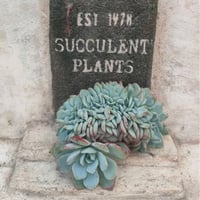 デボリューション エケベリア カット苗 | 多肉植物カット苗の通販