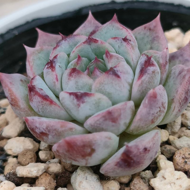 レッドベルベット エケベリア 抜き苗 | 多肉植物カット苗の通販