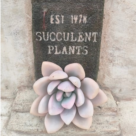 商品一覧 | 多肉植物カット苗の通販 | エケベリア(韓国苗)多肉植物専門