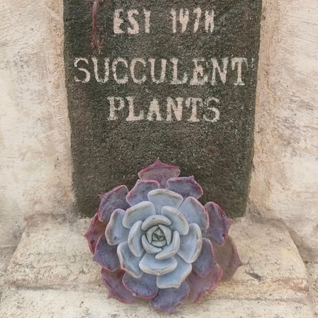 商品一覧 | 多肉植物カット苗の通販 | エケベリア(韓国苗)多肉植物専門