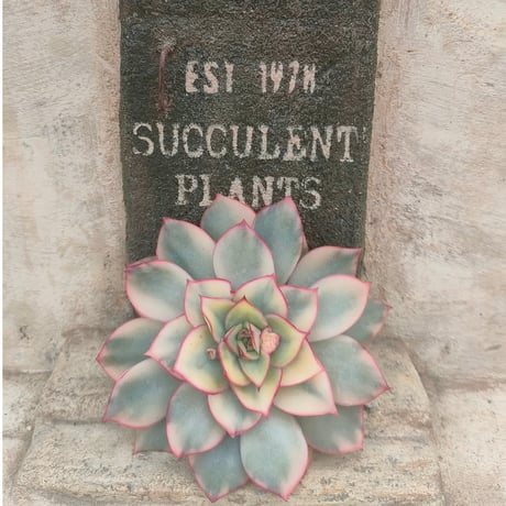 韓国苗♪ノーブル♪カット苗♪ Amazon.co.jp: Succute: フリル系