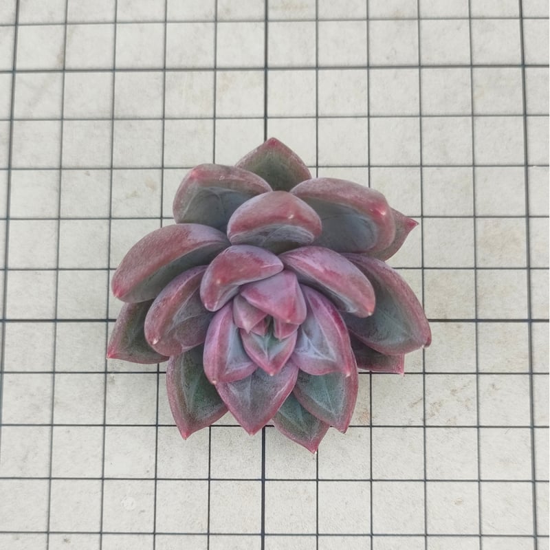 スコーン エケベリア カット苗 | 多肉植物カット苗の通販 | エケベリア