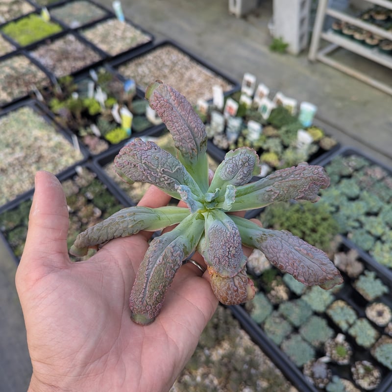 バロンボールド エケベリア カット苗 | 多肉植物カット苗の通販