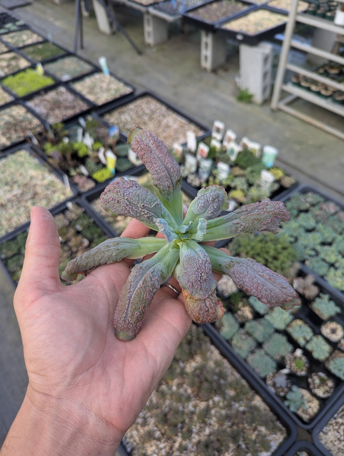 バロンボールド エケベリア カット苗 | 多肉植物カット苗の通販 バロンボールド エケベリア カット苗 | 多肉植物カット苗の通販