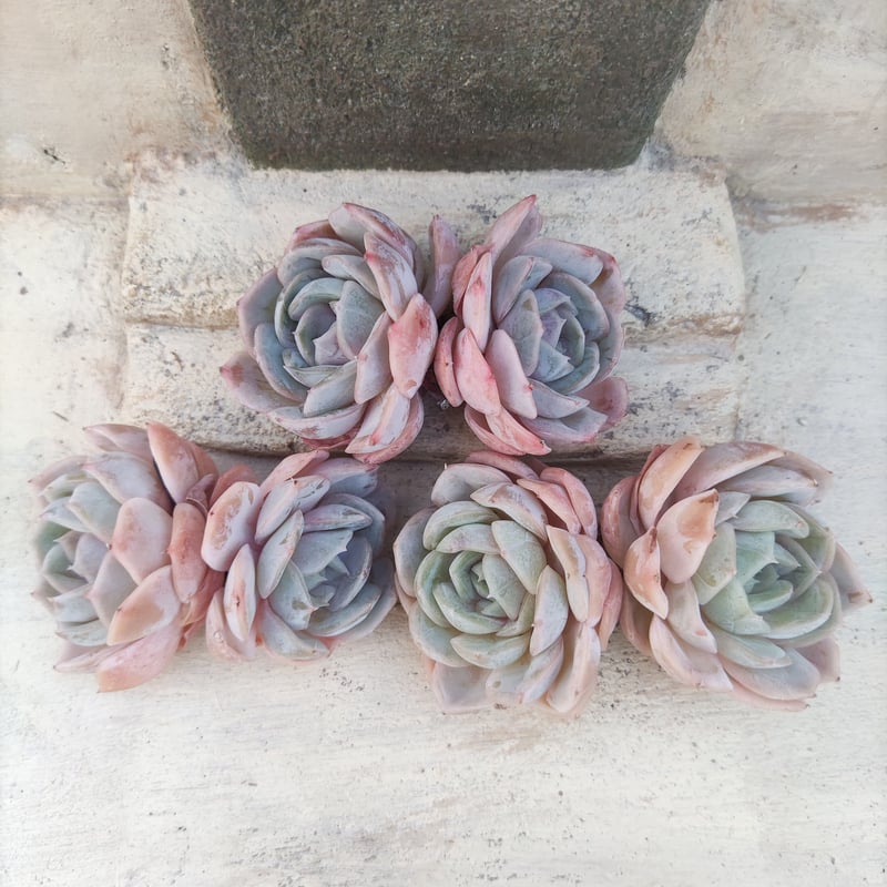 ペガサス◎多肉植物 カット苗 韓国苗 エケベリア等 ☆多肉植物 ペガサス エケベリア 韓国苗☆ - メルカリ