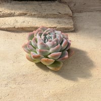 レモンベリー！韓国苗　抜き苗！ レモンベリー エケベリア カット苗 | 多肉植物カット苗の通販