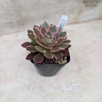 小人の花束 アエオニウム 抜き苗 | 多肉植物カット苗の通販